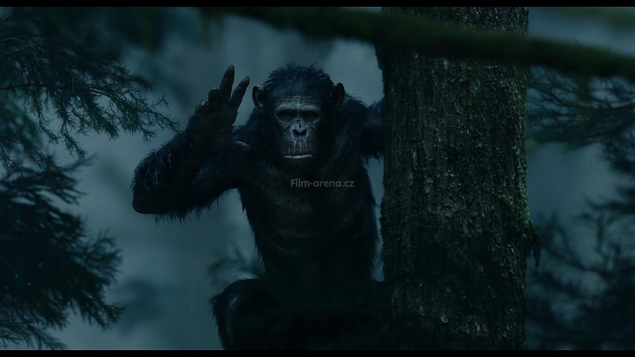 Планета обезьян революция 2014 субтитры обезьян. Планета обезьян: революция (2014). Восстание планеты обезьян 2014.